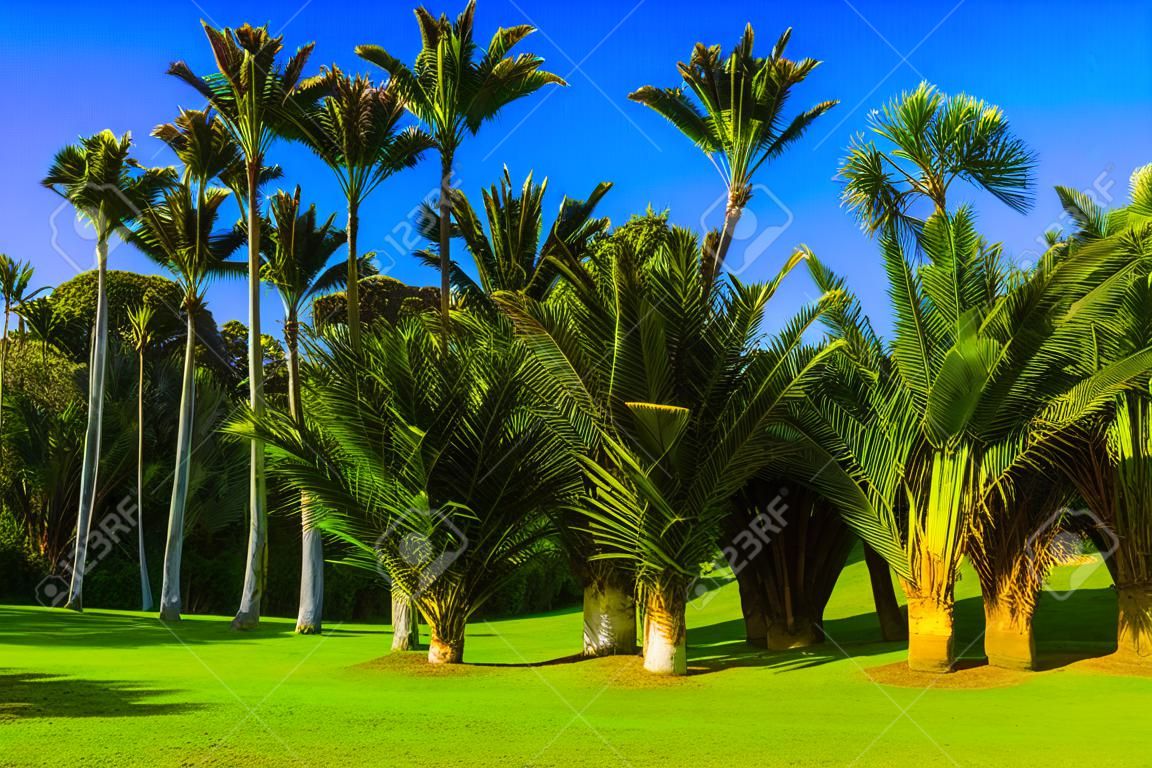 Travel to an exotic country New Zealand. Sunny summer afternoon. Tall, slender palm trees in a palm grove. The concept of ecological, exotic and photo tourism