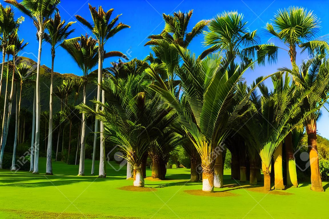 Travel to an exotic country New Zealand. Sunny summer afternoon. Tall, slender palm trees in a palm grove. The concept of ecological, exotic and photo tourism