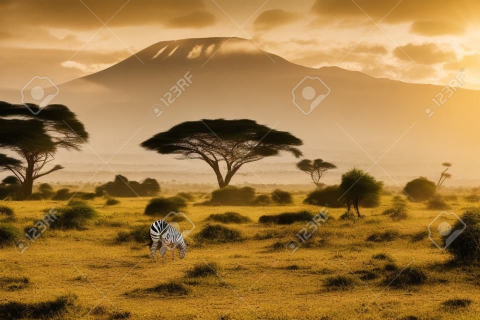 Zebrapaare grasen am Fuße des Kilimandscharo. Reise zum Horn von Afrika. Die afrikanische Savanne.