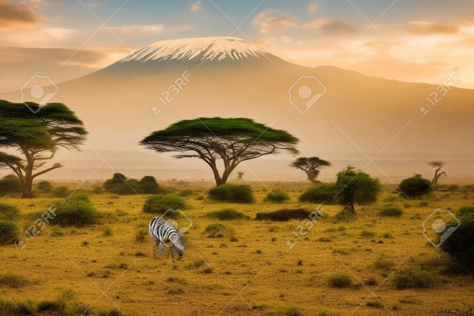 Zebrapaare grasen am Fuße des Kilimandscharo. Reise zum Horn von Afrika. Die afrikanische Savanne.