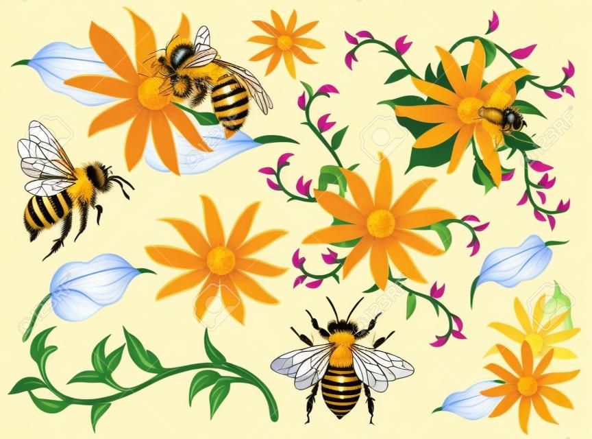 Mézelő méhek és virágok elemek vektoros illusztráció