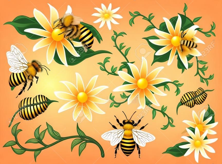 Mézelő méhek és virágok elemek vektoros illusztráció