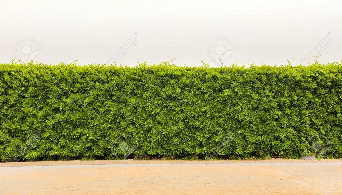Isolate, wall background, fence made of dense green leaves and bushes growing on a dirt surface in a rural area.