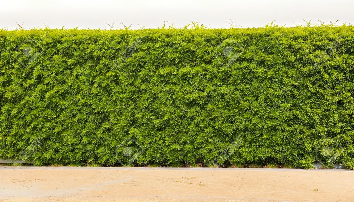 Isolare, fondo della parete, recinzione fatta di foglie verdi dense e cespugli che crescono su una superficie sterrata in un'area rurale.