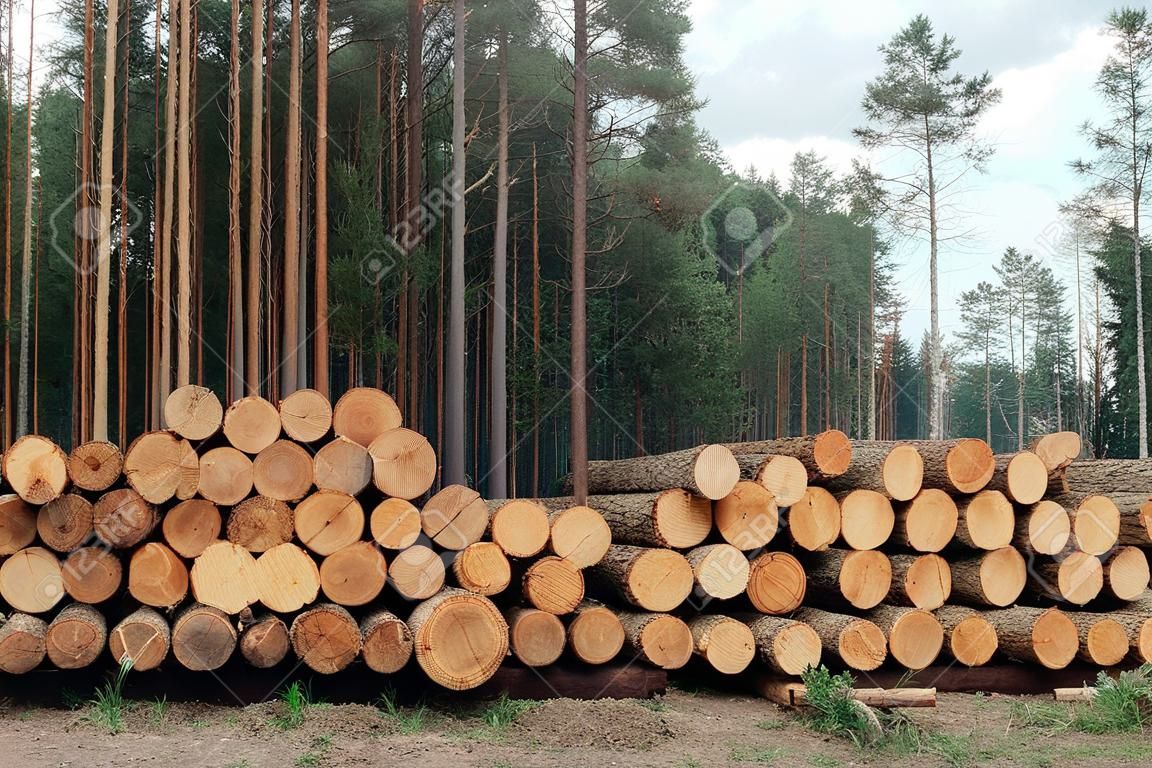 Piles of wooden. Warehouse outdoors. Pine wood timber stack. Lumber Industry