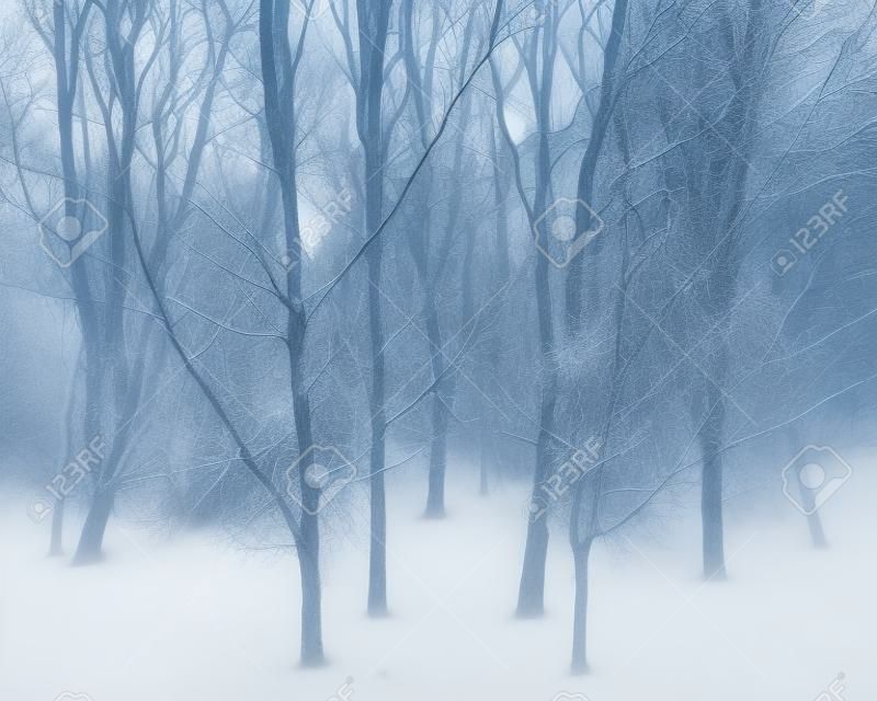 View of a sinister forest of dead trees in winter