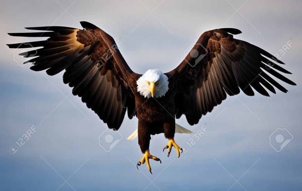 アメリカの国旗を飛ぶハクトウワシ