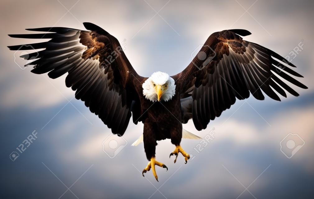アメリカの国旗を飛ぶハクトウワシ