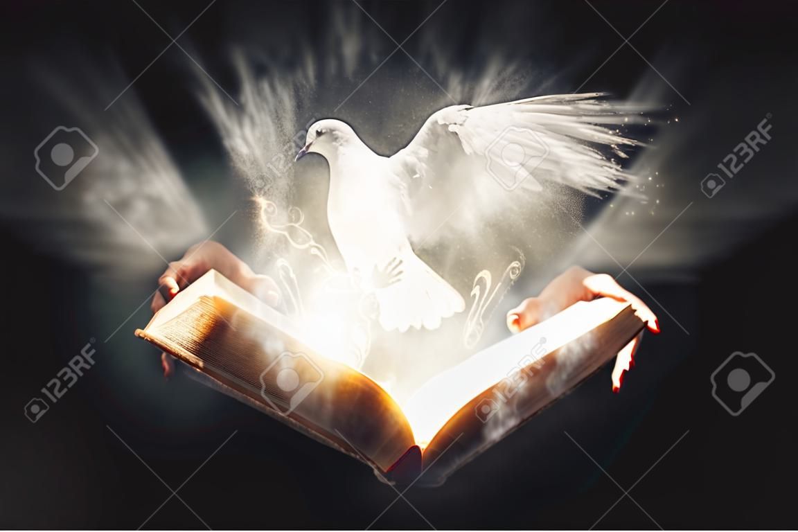 开放的圣经揭示了明亮的发光白鸽