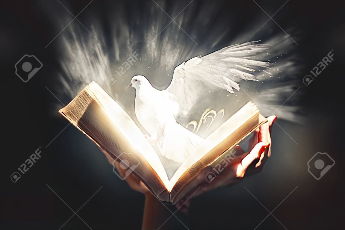 An open Bible reveals a bright glowing white dove