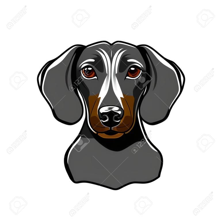 Portrait of dachshund dog with muscules. Vector illustration, isolated on white background.