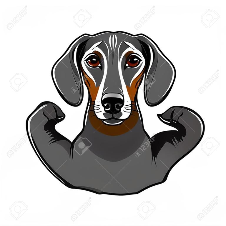 Portrait de chien teckel avec des muscles. Illustration vectorielle, isolée sur fond blanc.