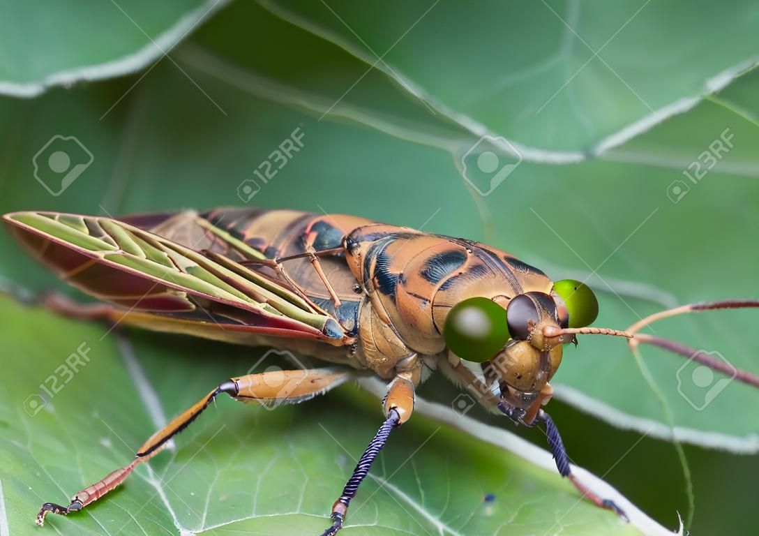 Chiudi vista dell'insetto di cicada