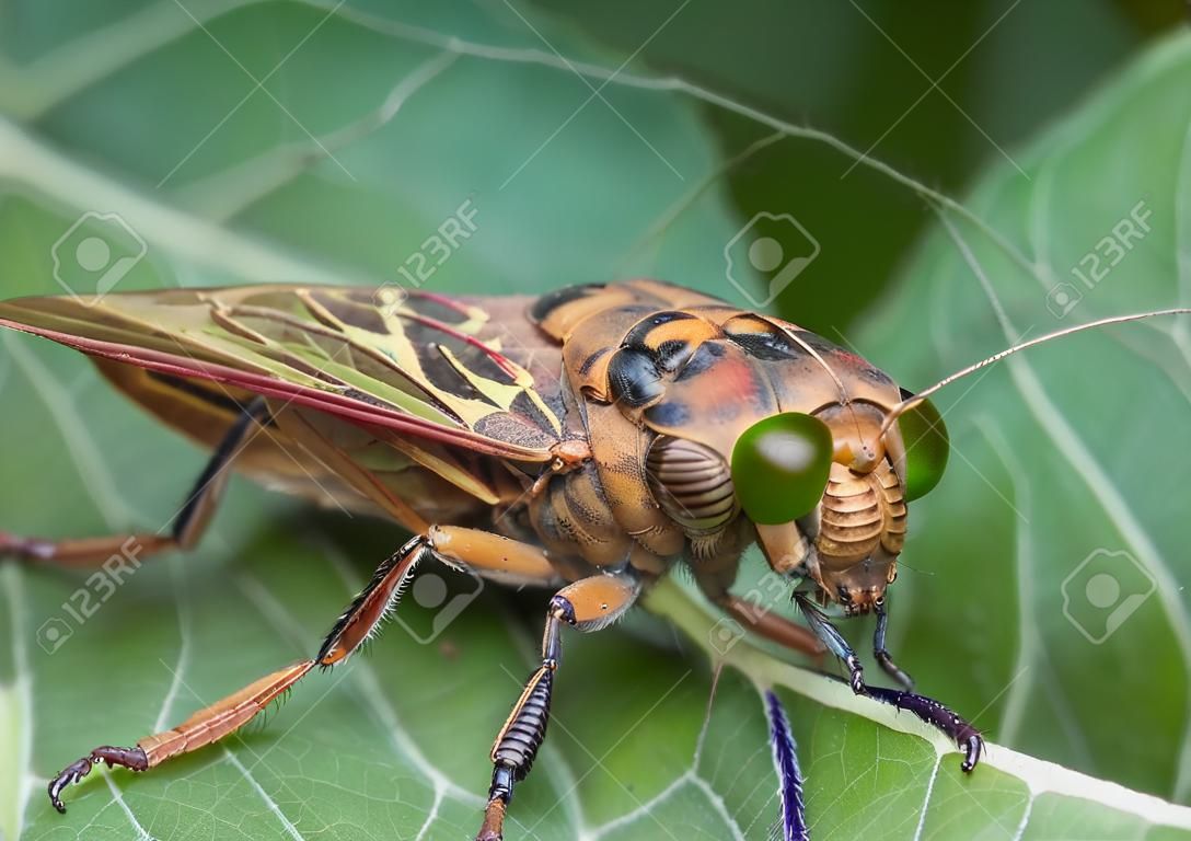 Chiudi vista dell'insetto di cicada