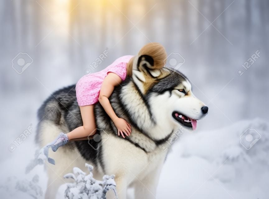 A fragile girl riding a wolf. Sleeping Beauty. Alaskan Malamute is like a wild wolf. The background is a fabulous forest in warm autumn colors