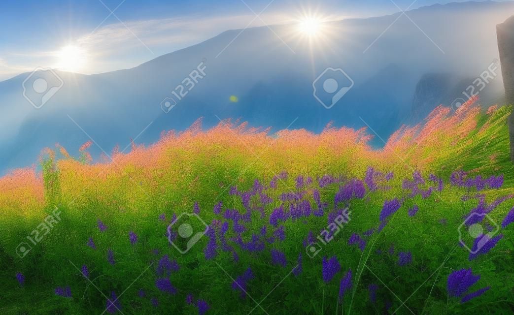 Beautiful nature landscape - Alpine meadow