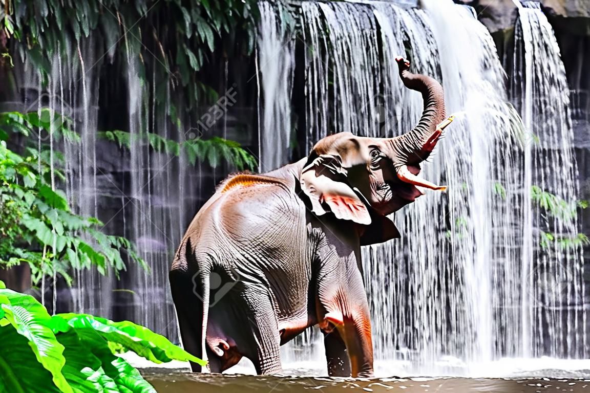 大象在瀑布洗澡。
