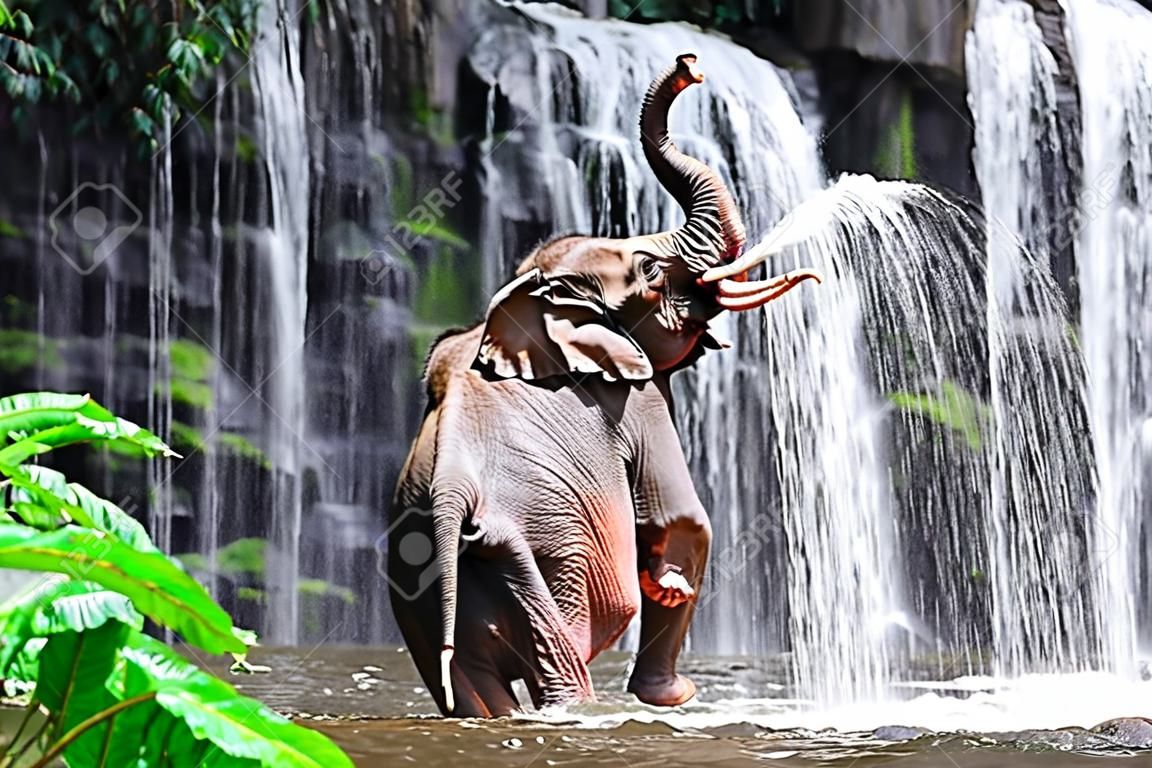 大象在瀑布洗澡。