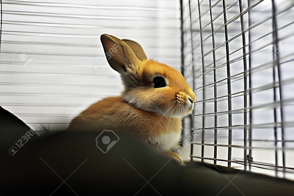 Little Young Rabbit in Animal Cage