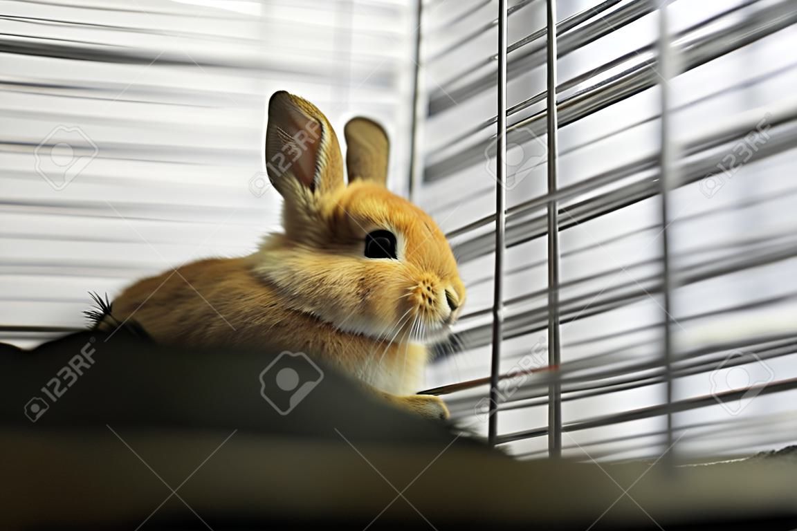 Little Young Rabbit in Animal Cage