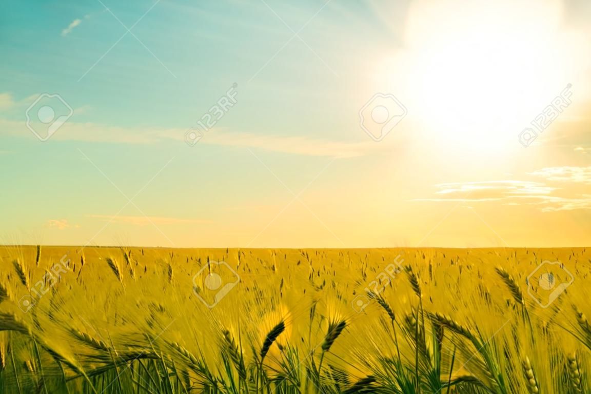 golden wheat field and the sky at sunny day