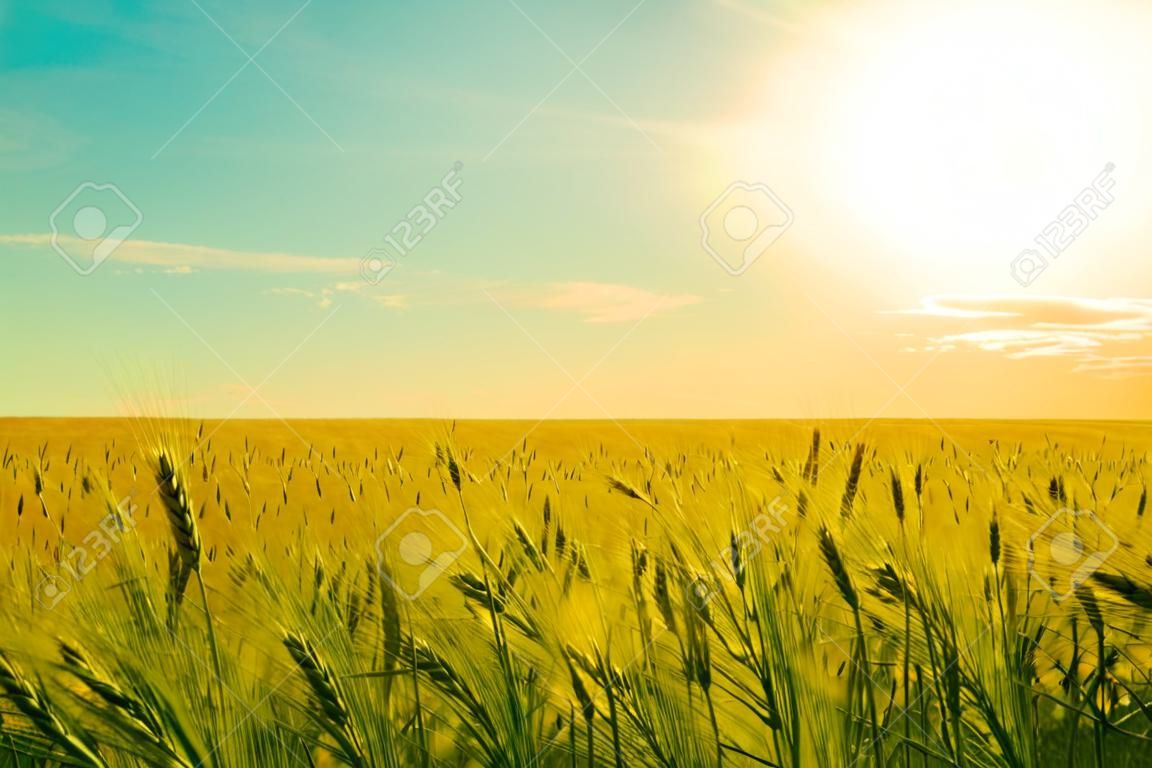golden wheat field and the sky at sunny day