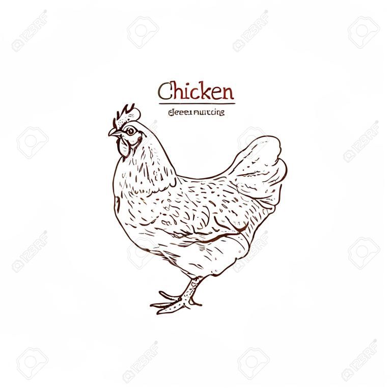 Chicken hand drawn illustration. Chicken meat vintage produce elements. Badges and design elements for the chicken manufacturing. Vector illustration