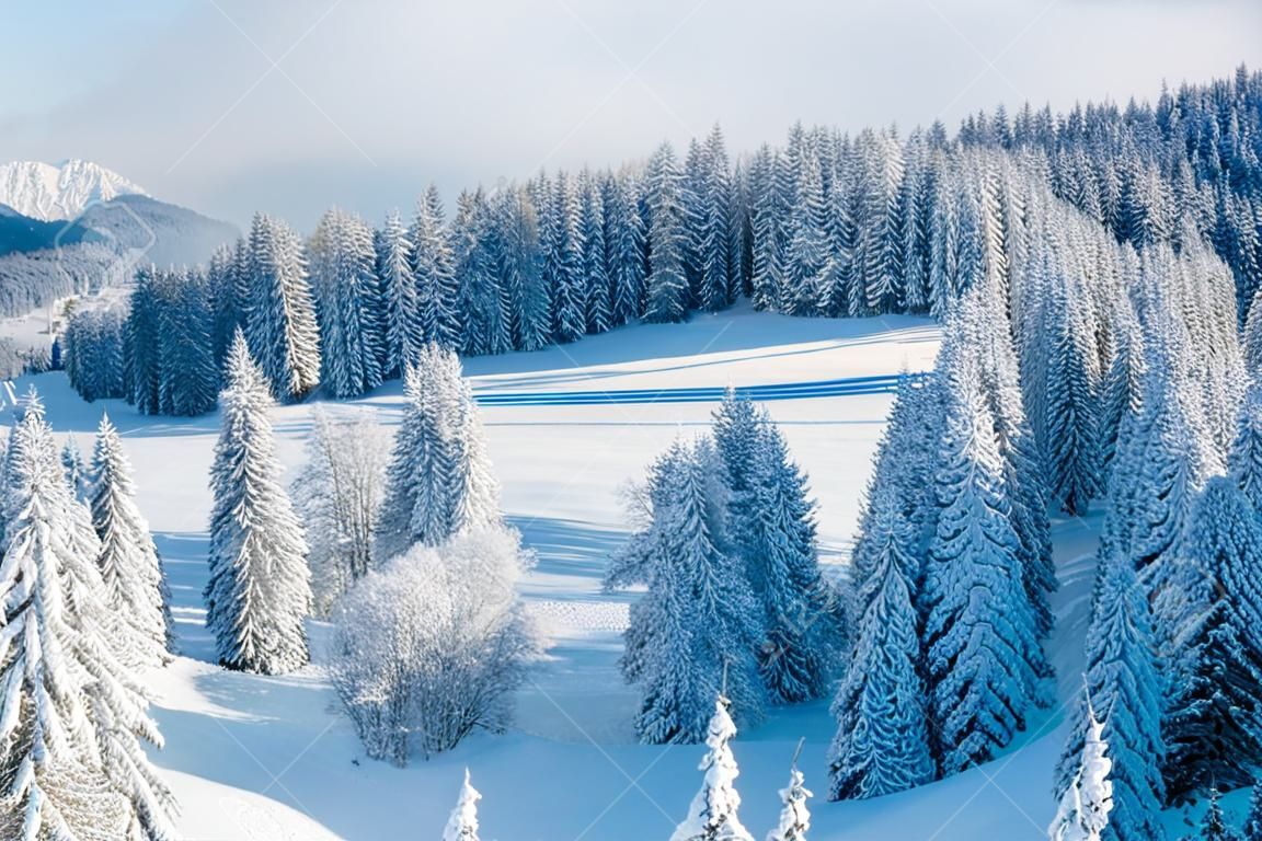 aerial view panorama of the slope at ski resort, snowy pine trees