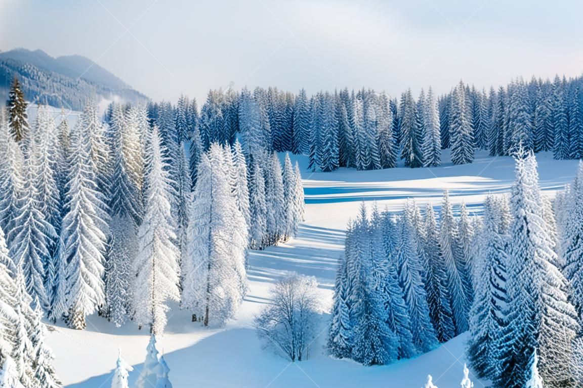 スキー リゾート、雪に覆われた松の木で斜面の上からの眺めパノラマ