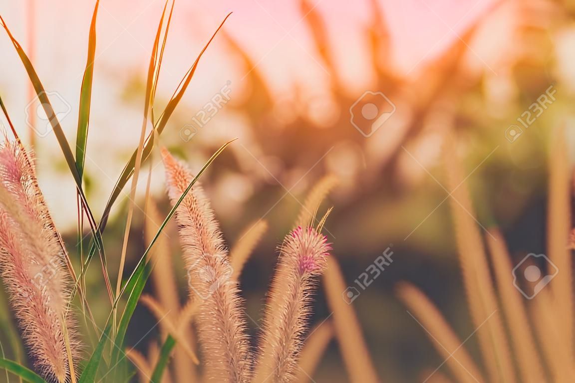 Flores de grama com luz suave fundo da manhã