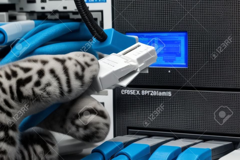 Close up of a consultant inserting a cat 5   5e   6 patch cable into a PBX  Private Branch Exchange  switch station for telephone systems 