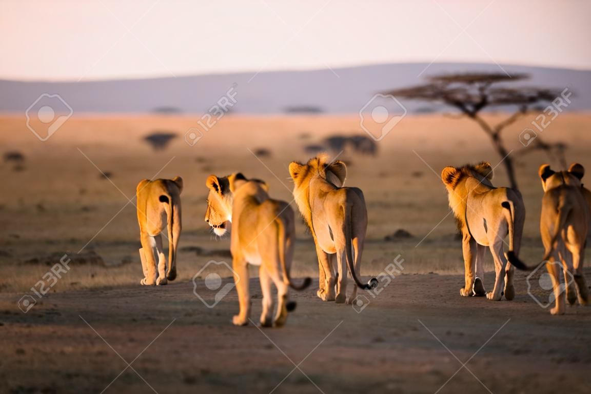 Lion pride walking a early morning in Serengeti, Tanzania  Sunrise, east Africa 