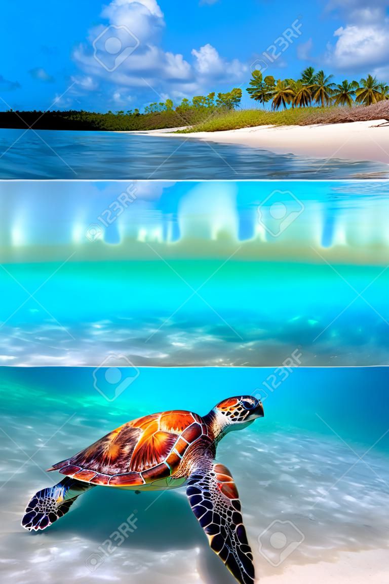 Зеленая морская черепаха и тропический пляж выше и ниже воды