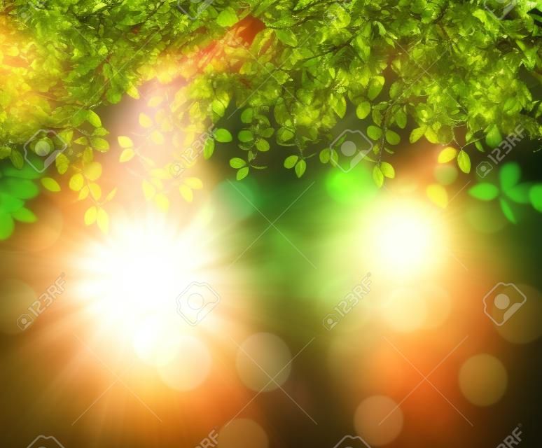 3D渲染陽光透過樹葉在背景虛化背景的閃耀