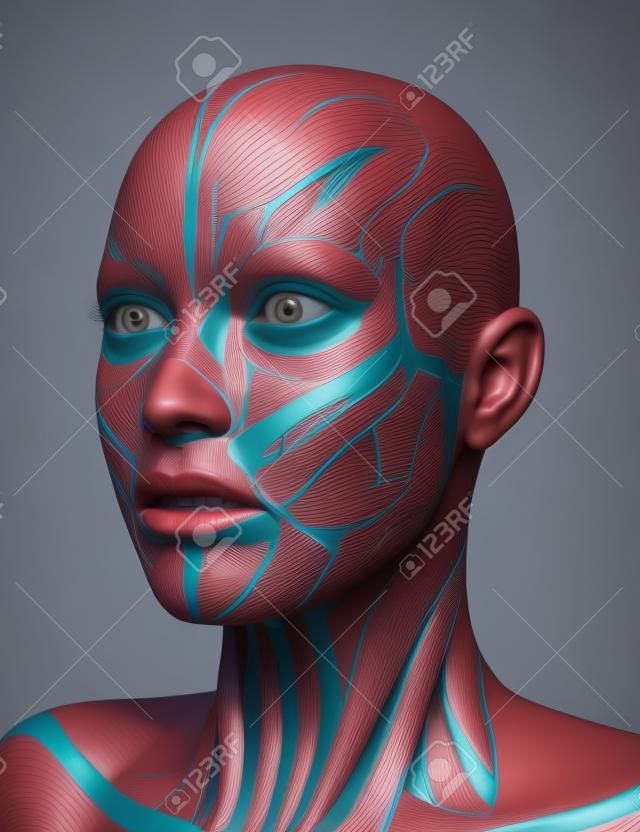 3D weergave van een vrouwelijk gezicht met gedetailleerde spierkaart
