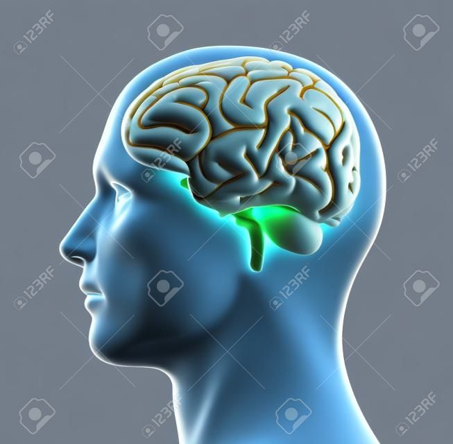 3D render of a male head showing brain