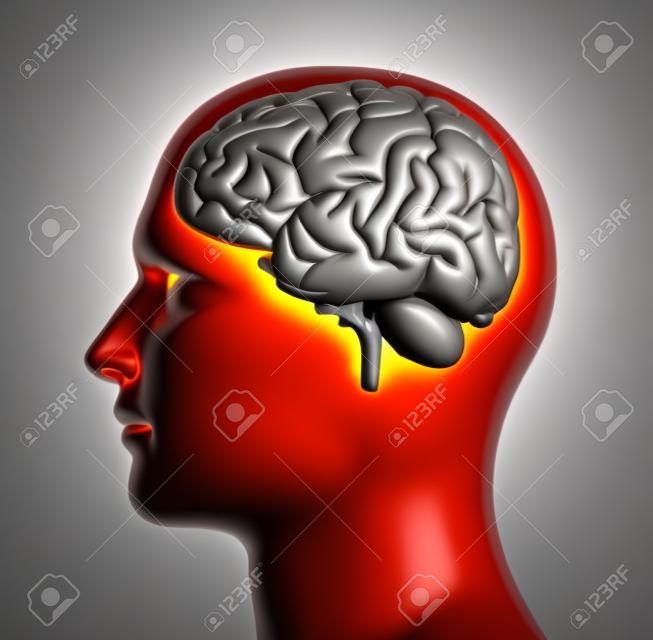 3D render of a male head showing brain