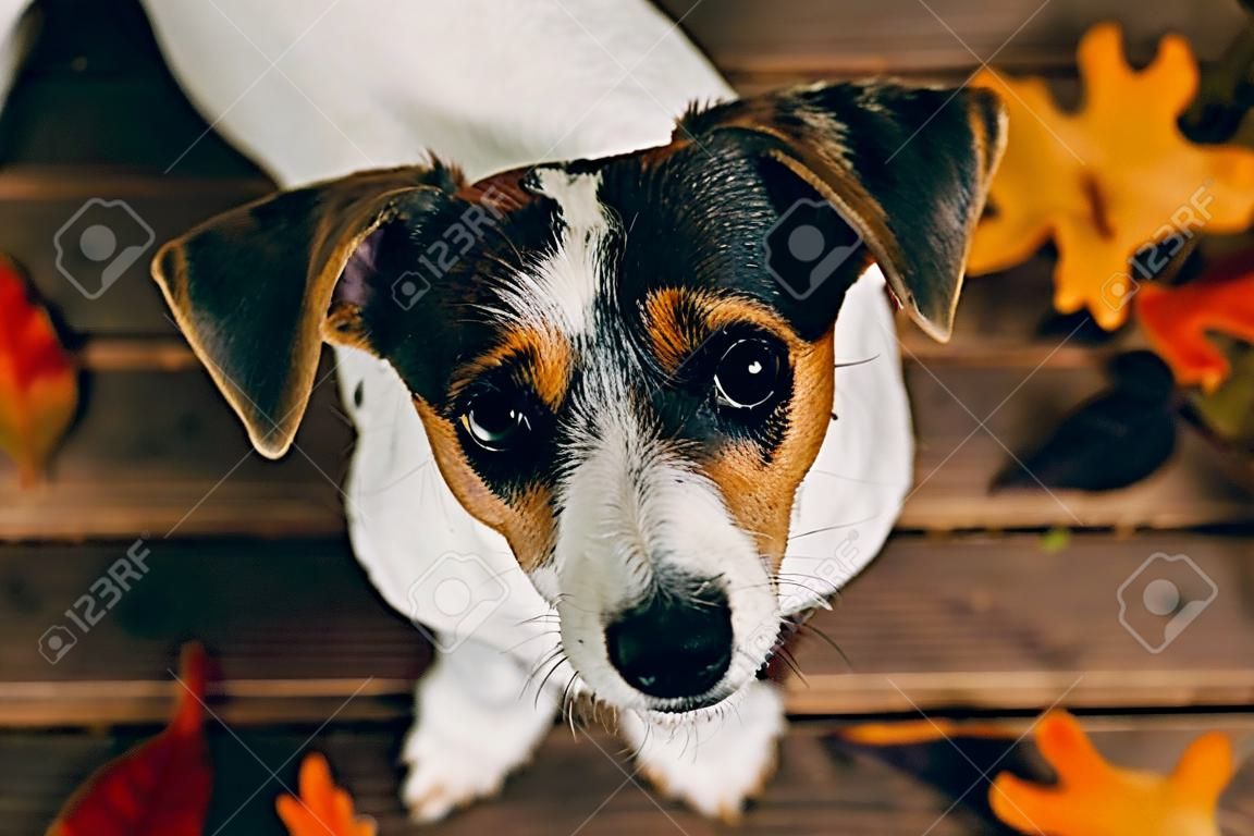 Dog breed Jack Russell sits and looks into the camera