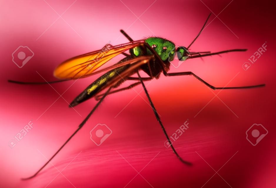Mosquito Anopheles - vehículo peligroso de la infección. Macro filmado con Kelvin superficial.