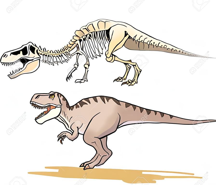 Dinosaurier T-Rex. Cartoon Bild als Skelett und Fleisch.