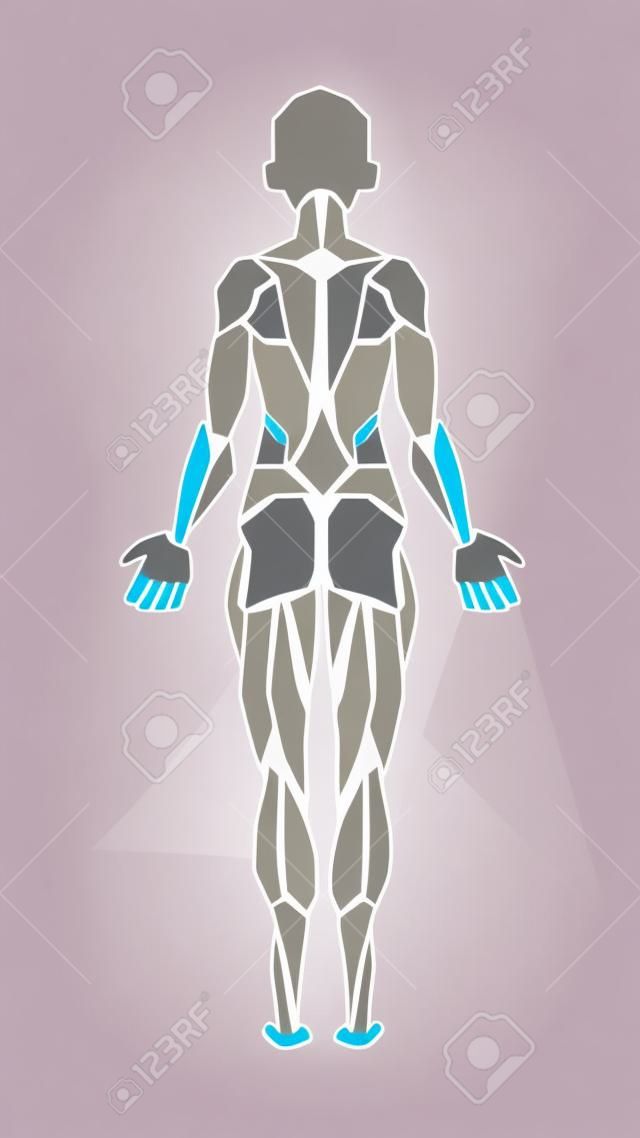 Polygonal Anatomie der weiblichen Muskelsystem, Bewegung und Muskelführung. Frauen Muskel Vektorgrafiken, Rückansicht. Vektor-Illustration