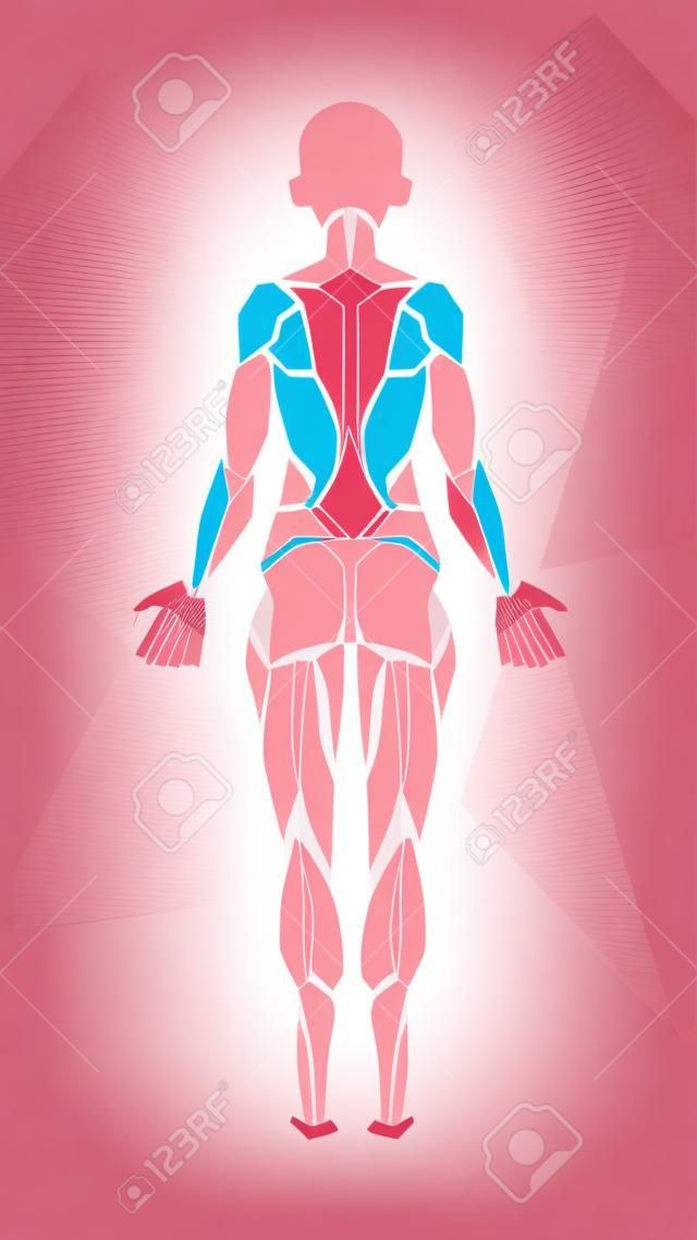 Polygonal anatomy of female muscular system, exercise and muscle guide. Women muscle vector art, back view. Vector illustration