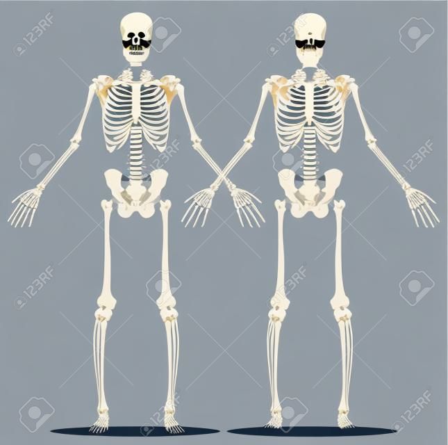 正面和人體骨骼（男）的後視圖。矢量插圖