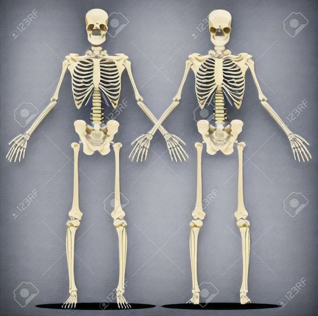 Vorder- und Rückansicht eines menschlichen Skeletts (männlich). Vector Illustration