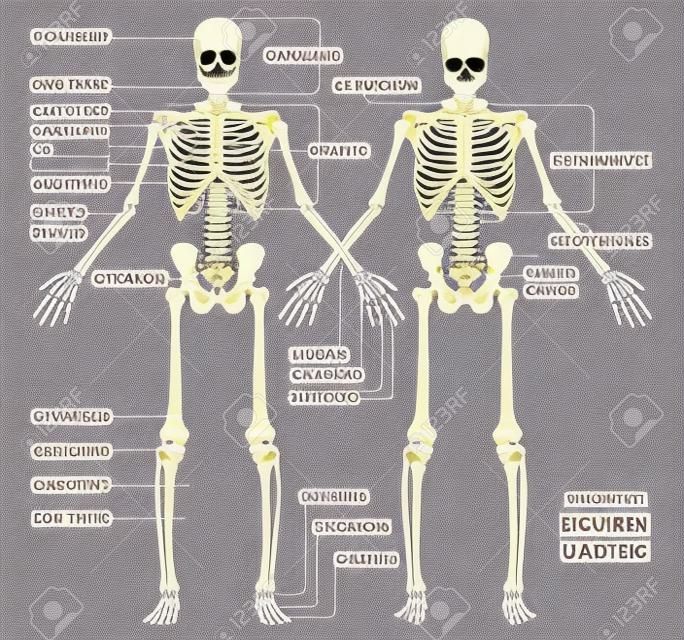 A diagram of the human skeleton with titled main parts of the skeletal system. Vector illustration