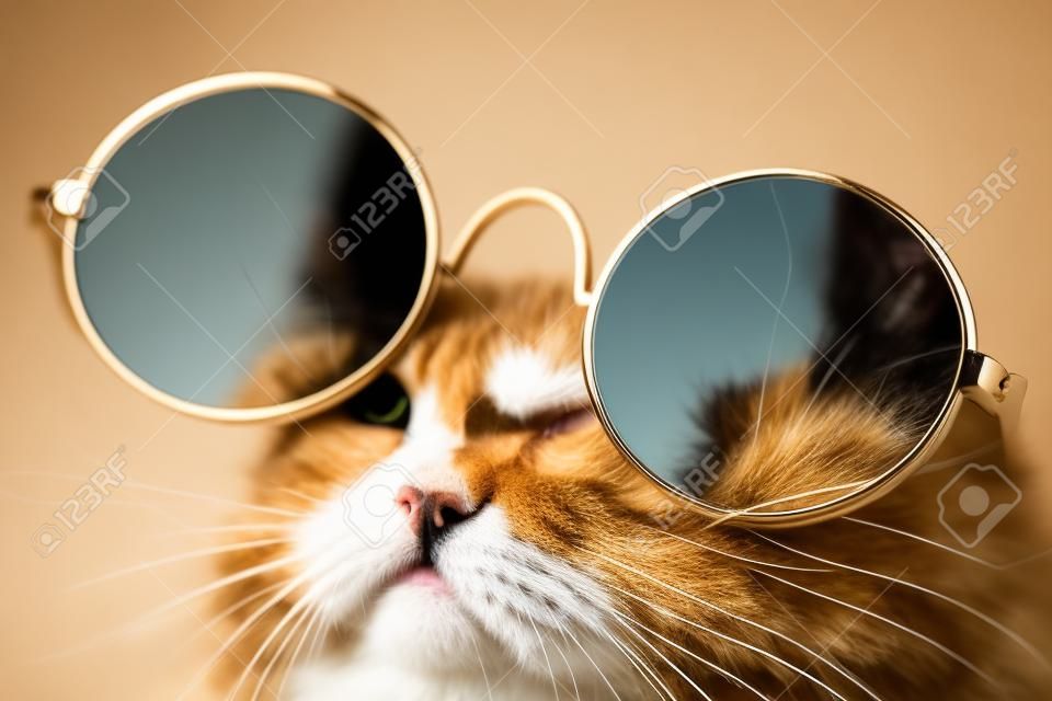 Vista muito de perto do animal de estimação doméstico incrível no espelho óculos de sol de moda redonda é isolado. Gato peludo no estúdio. Animais, amigos, conceito de casa.