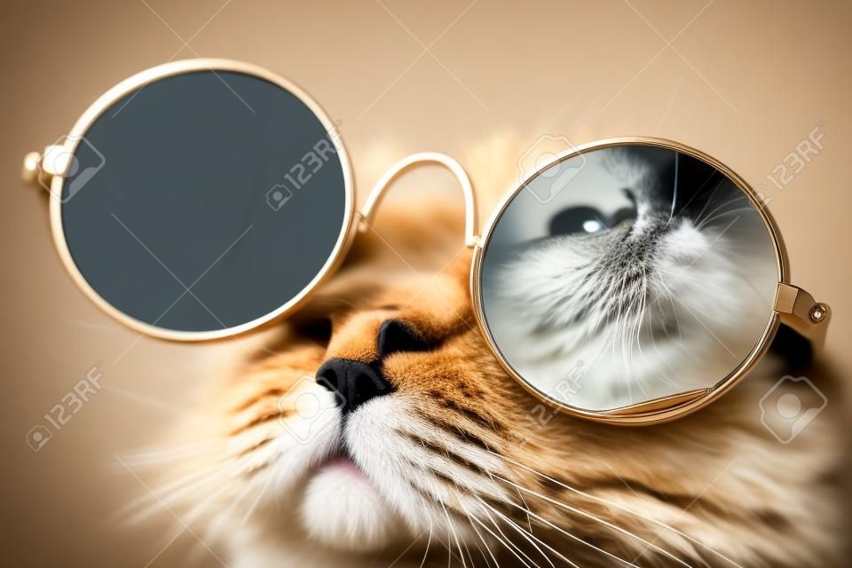 Very closeup view of amazing domestic pet in mirror round fashion sunglasses is isolated. Furry cat in studio. Animals, friends, home concept.