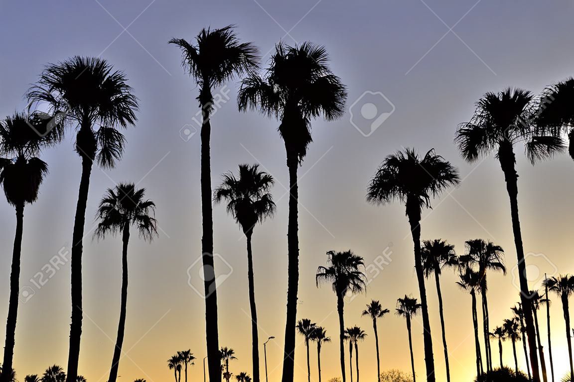 Palm trees at sunset of southern California