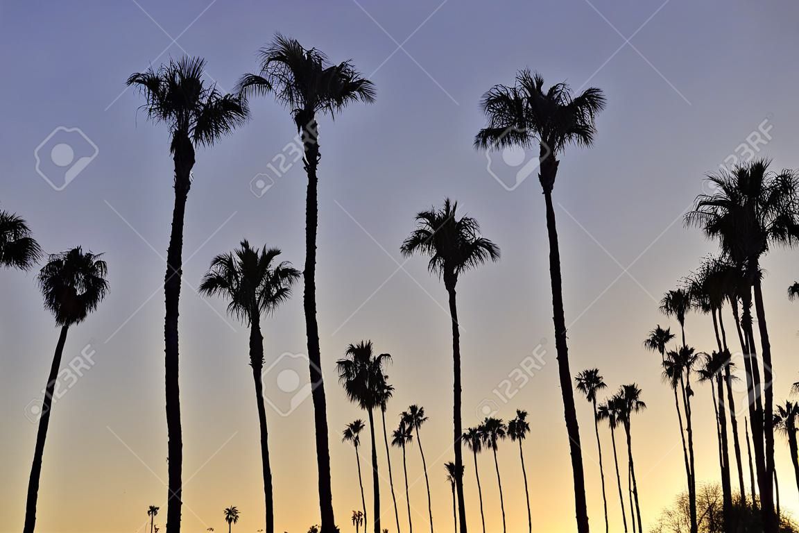 Palm trees at sunset of southern California