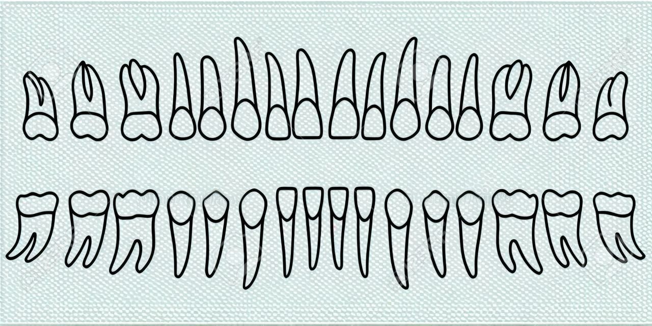 一套牙齒，圖表成人牙齒的前側，圖表，矢量插圖打印或設計牙科網站